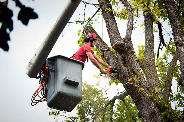 How Our Tree Care Process Works  in West Hills, PA